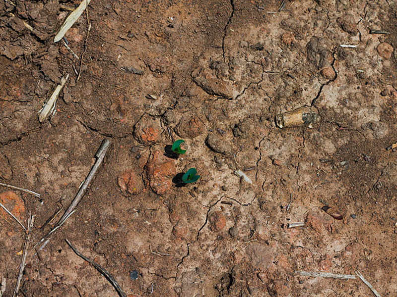 土壤檢測(cè)費(fèi)用一般是多少 土壤檢測(cè)費(fèi)用一般是多少