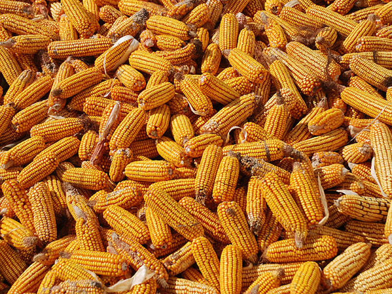 怎么判斷玉米有沒有黃曲霉毒素？